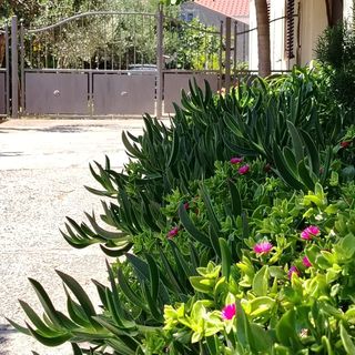 Apartmanok Parkolóhellyel Mali Losinj, Losinj - 24690 Mali Lošinj (5)