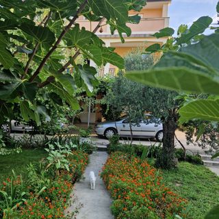 Apartmanok Parkolóhellyel Lopar, Rab - 24754 Lopar (5)