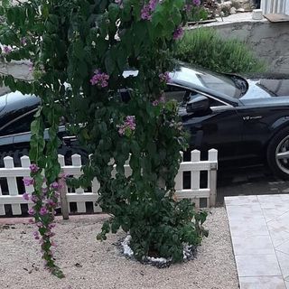 Apartmanok Parkolóhellyel Artatore, Losinj - 24890 Artatore (5)