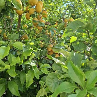 Apartmanok Parkolóhellyel Artatore, Losinj - 24890 Artatore (4)