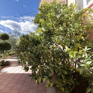 Apartment Massimo Brooklyn Tribunj (4)