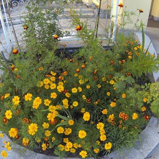 Villa Sonnenstrahl (3)