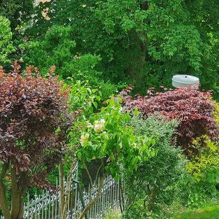 Villa Sonnenstrahl (5)