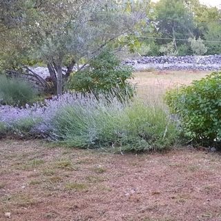 Apartmanok Parkolóhellyel Skrbčići, Krk - 25009 Skrbčići (5)