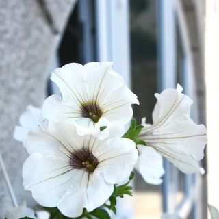 Apartment Sweet Studio Punat (2)