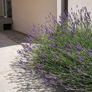 Apartman Rab - CKR967 (3)