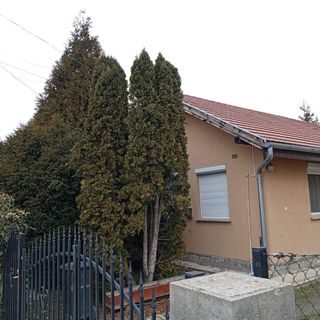 Kertes Kuckó Tököl (2)