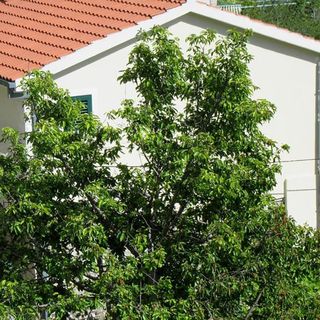 Vendégház Makarska - CSD103 (4)