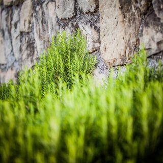 Apartments Skapul Lopar (2)