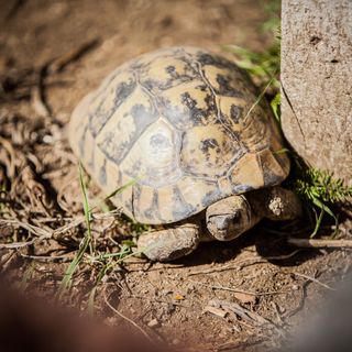 Apartments Skapul Lopar (5)