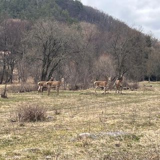 Vila Beechtree Property Izvoare (5)