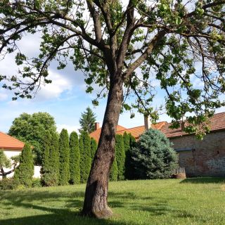 Villa Rebecca Szekszárd (4)