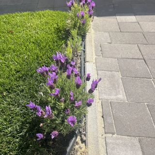Napsugár lakás Apartman Paloznak (2)