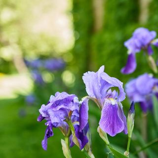 Erdőfi Major Vendégház Kölked-Erdőfű (4)