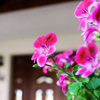 Mini Panzió Nagykanizsa (3)