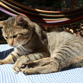 Mária Háza Vendégház Szár (4)