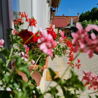 Kert Panzió Sárospatak (3)