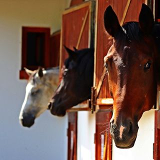 Club Dobogómajor Cserszegtomaj (4)