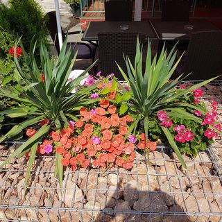 Club Haus*** 502 Kalocsa (4)