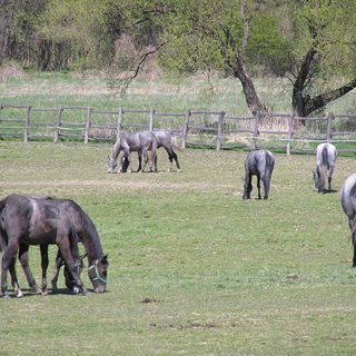 Aliz Villa Szilvásvárad (4)