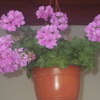 Bekecs Vendégház Nagyvisnyó (3)