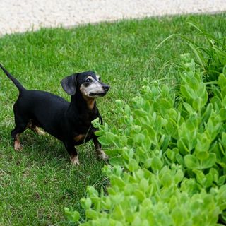 4 Évszak Apartman Gyula (5)