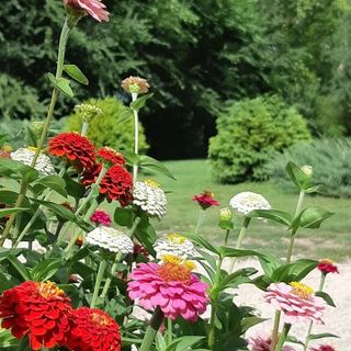 Nyárfás Vendégház Szeged (3)