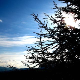 Vadrózsa Vendégház Szentendre (2)