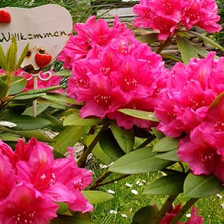 Rohonci Vendégház Kőszeg (5)