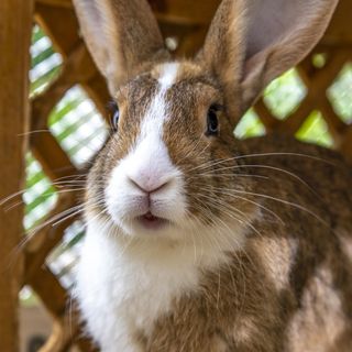 Termál Kemping Mini Hotel Harkány (4)