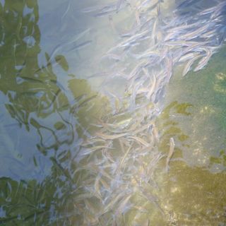 Platán Pihenőház Balatonboglár (2)