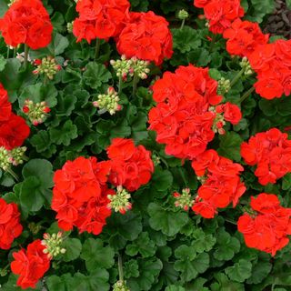 Villa Gabriella Siófok (4)