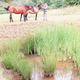 Vadkörte Fogadó Kondorfa (2)