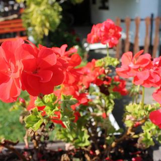 Janka Apartman Szigliget (2)