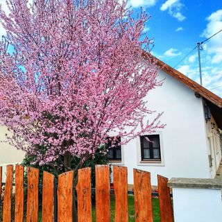 Öreg Masina Apartmanház Cserépfalu (2)