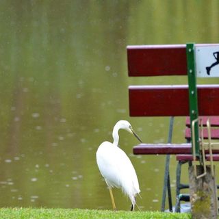 Hotel Flóra Gyopárosfürdő (4)