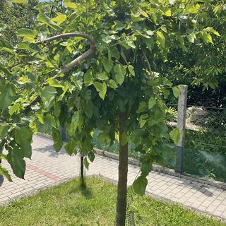 Sárkány Apartman Miskolctapolca (5)