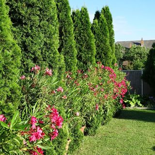 Csendes Apartmanok Balatonboglár (5)