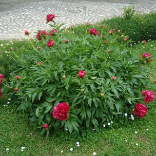 Apartman Pino Roč (5)