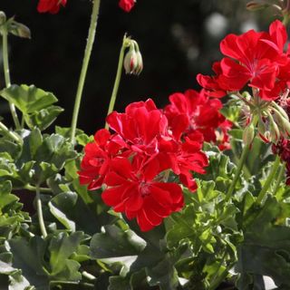 Apartman Elza Zadar (5)