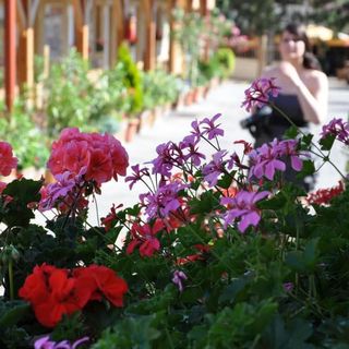 Vadvirág Panzió Tatabánya (2)