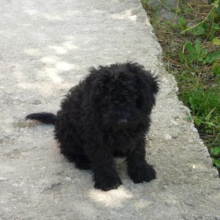 Vincellér Vendégház Királyszentistván (5)