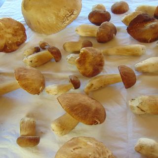 Tókert Vendégház Őriszentpéter (2)