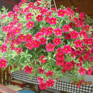 Apartament Judith Turda (2)