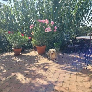 Tótvár Lovarda Szálláshely Kővágótöttös (3)