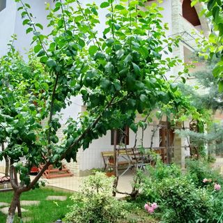 Casa Ciprian Tulcea (2)