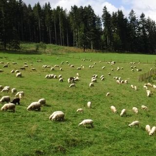 Willa Pod Smrekami Zakopane (5)