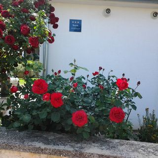 Apartmani Cerin Rovinj (5)