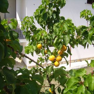 Apartmani Pijaža Rab (3)