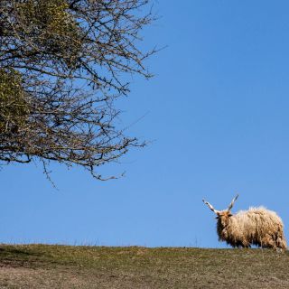 Szilvánusz Vendégház Ökopark Bükkösd (3)